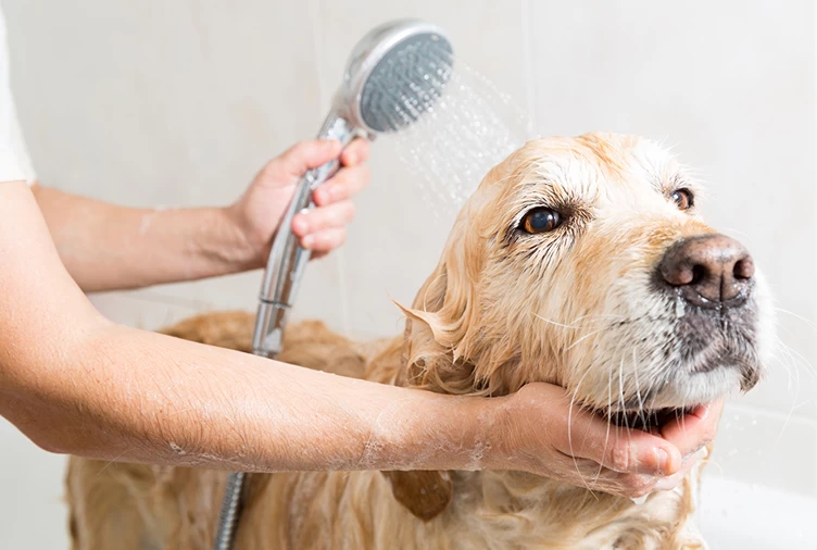 Coronavirus: le raccomandazioni per la corretta pulizia di cani e gatti