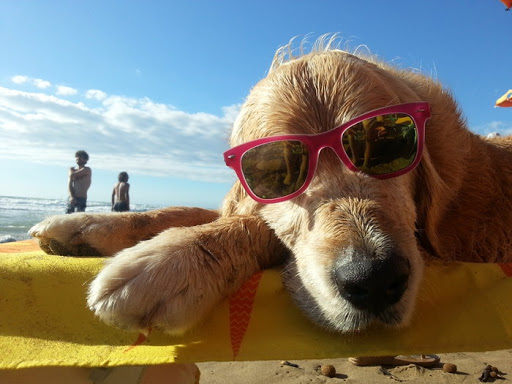 In spiaggia con il cane: i nostri consigli per divertirsi in sicurezza!